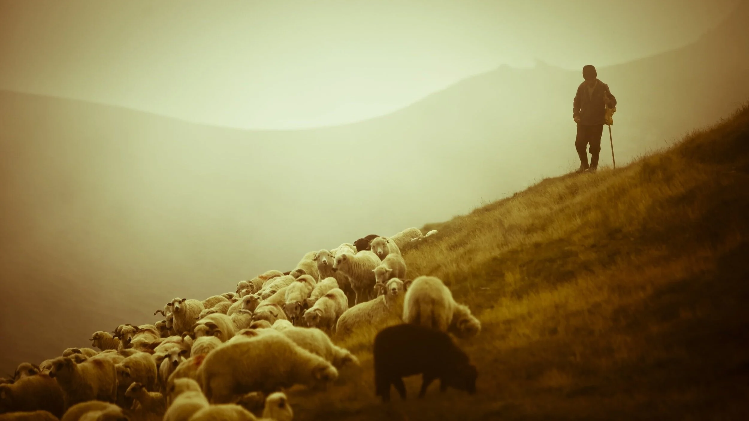 One Flock, One People