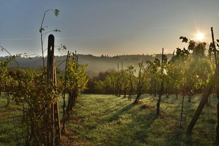 A vineyard at sunrise