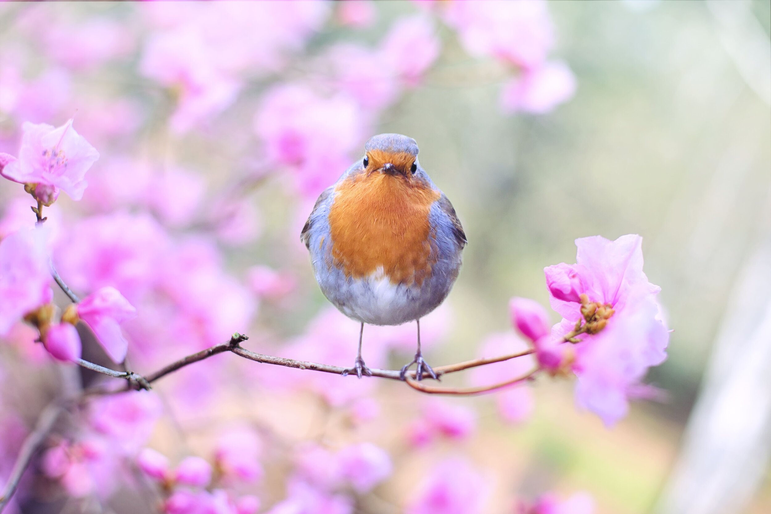 beautiful bird on a blossoming branch