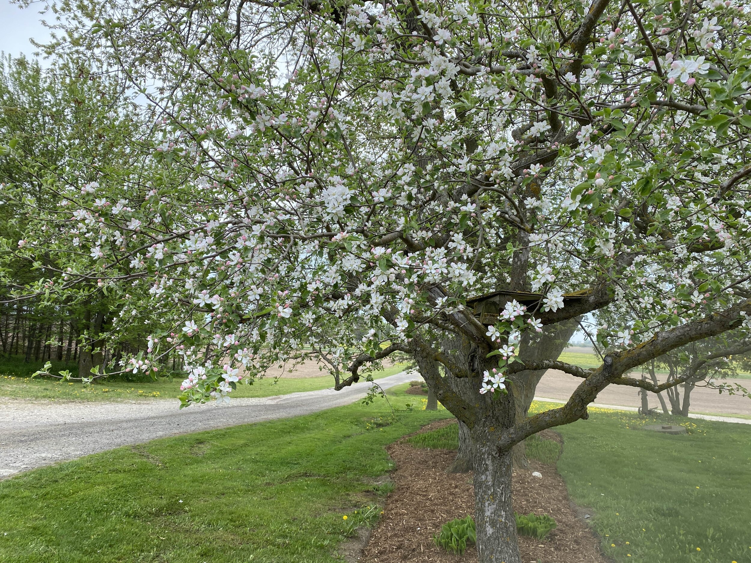blossoming apple tree in Jill's front yard