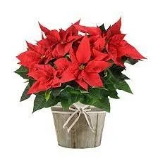 Bring a Poinsettia or Christmas Plant to Primrose