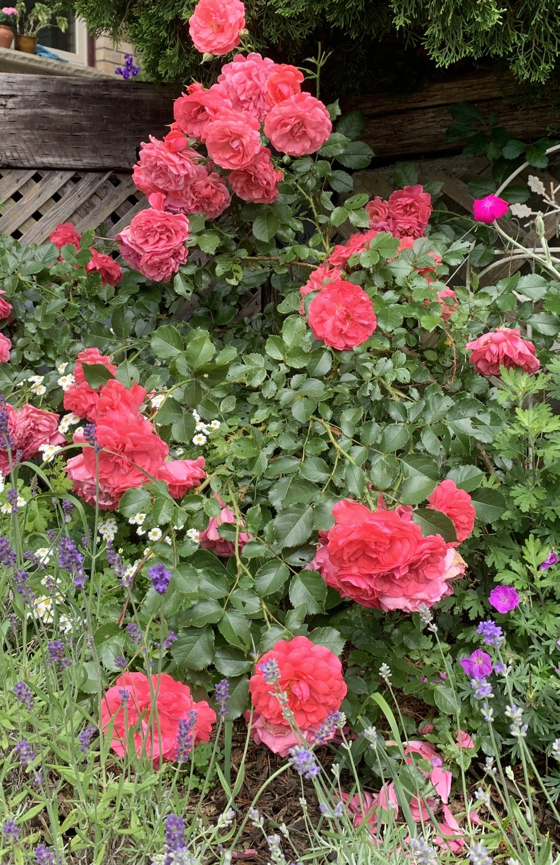      

 
   “Everything good, everything magical happens between the months of June and August&gt;”  Jenny Han 
 




















  
  



    










































  

    
  
     

      

      
         
          
     