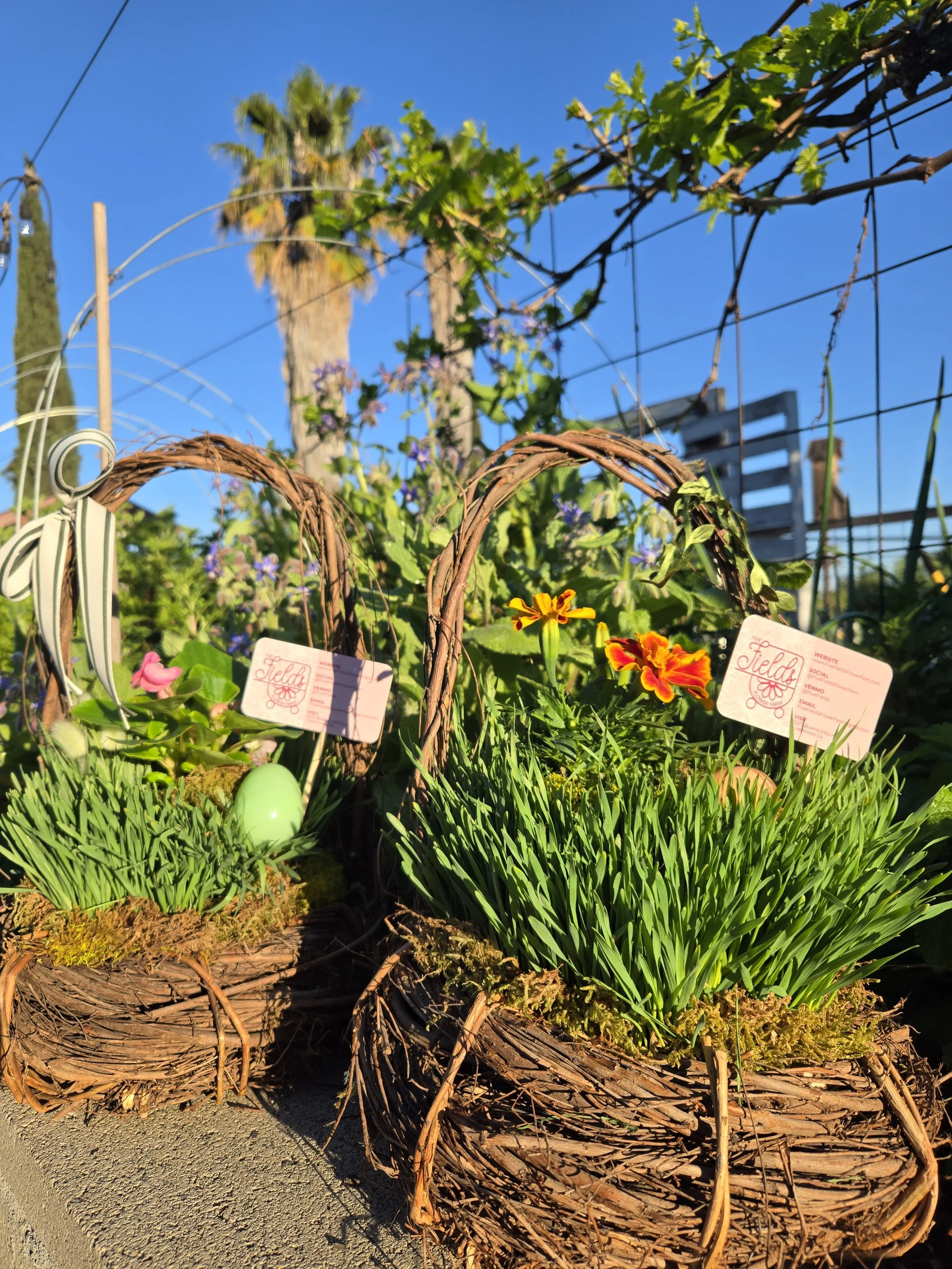 Living Easter Basket
