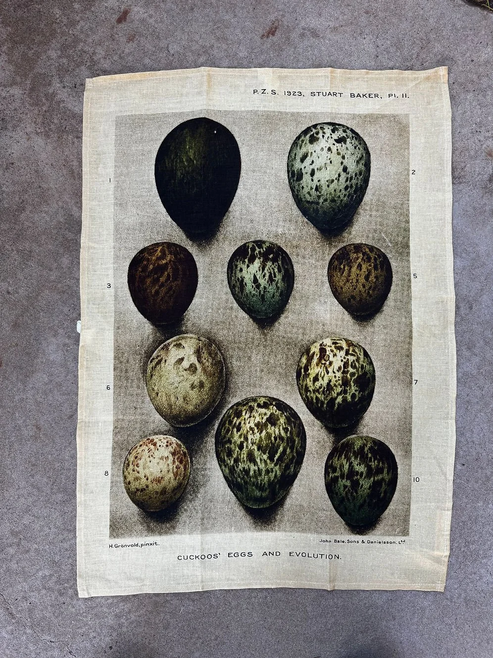 barbara-odonovan-eggs-teatowel.jpg