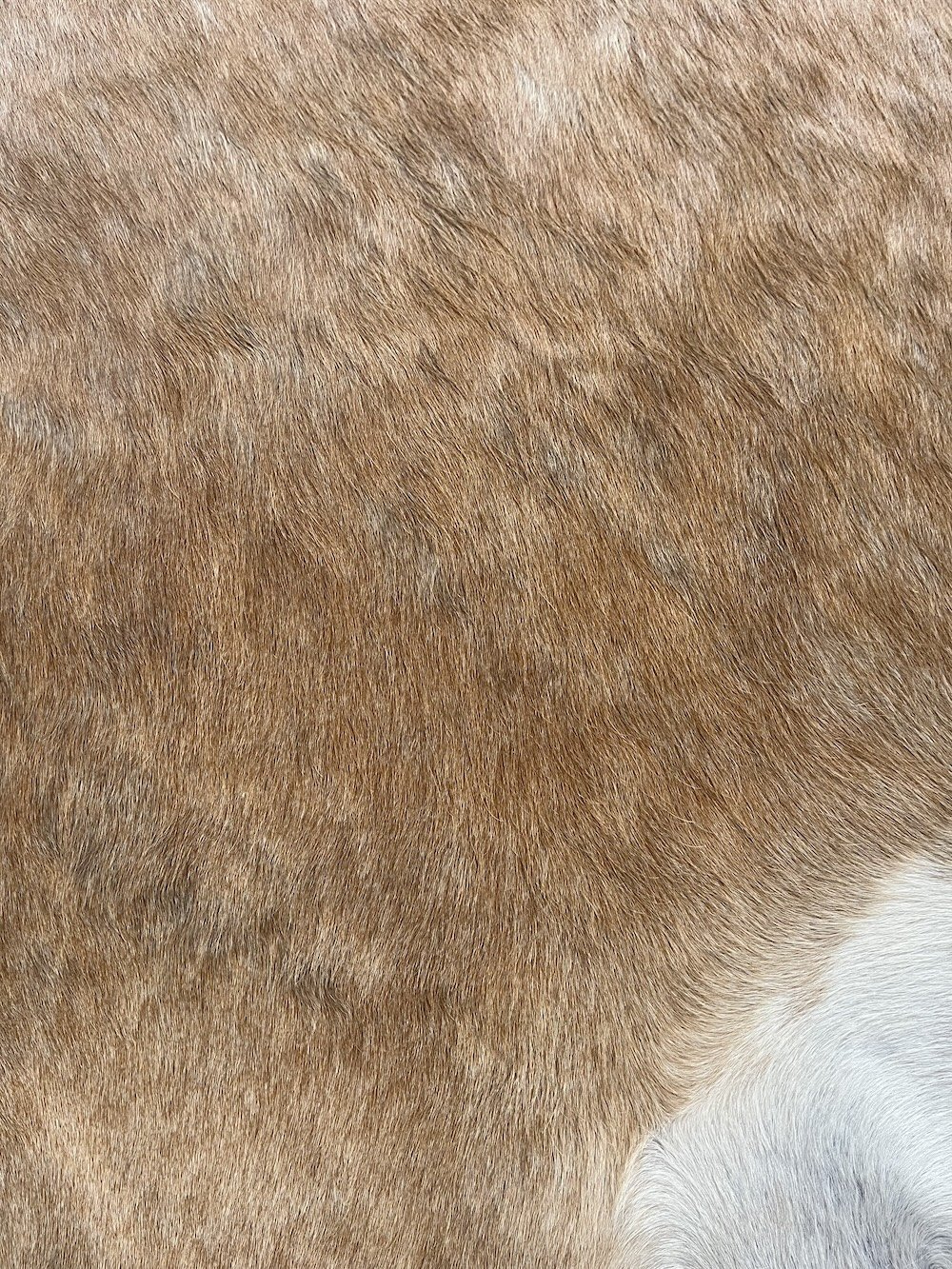 cowhide-honey.jpeg