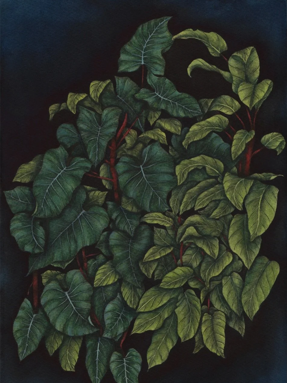 Shadows Beneath the Leaves
Watercolours and ink on watercolour paper
'Quiet Forest' Series
🌳
🌳
🌳
Available for purchase via @offthekerbgallery 
🌳Art Catalogue link is in the bio 

P.S Redoing this post as the colours of the artwork turned out dar