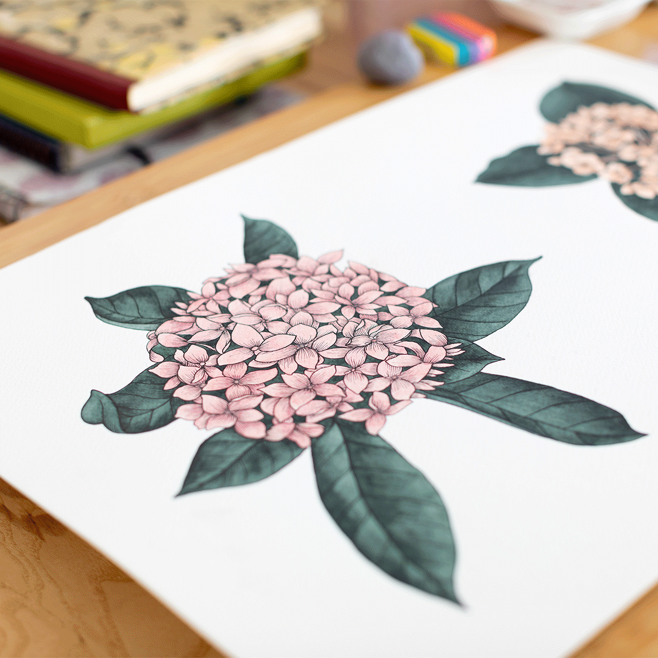 A watercolor painting of pink hydrangea flowers with green leaves on white paper.
