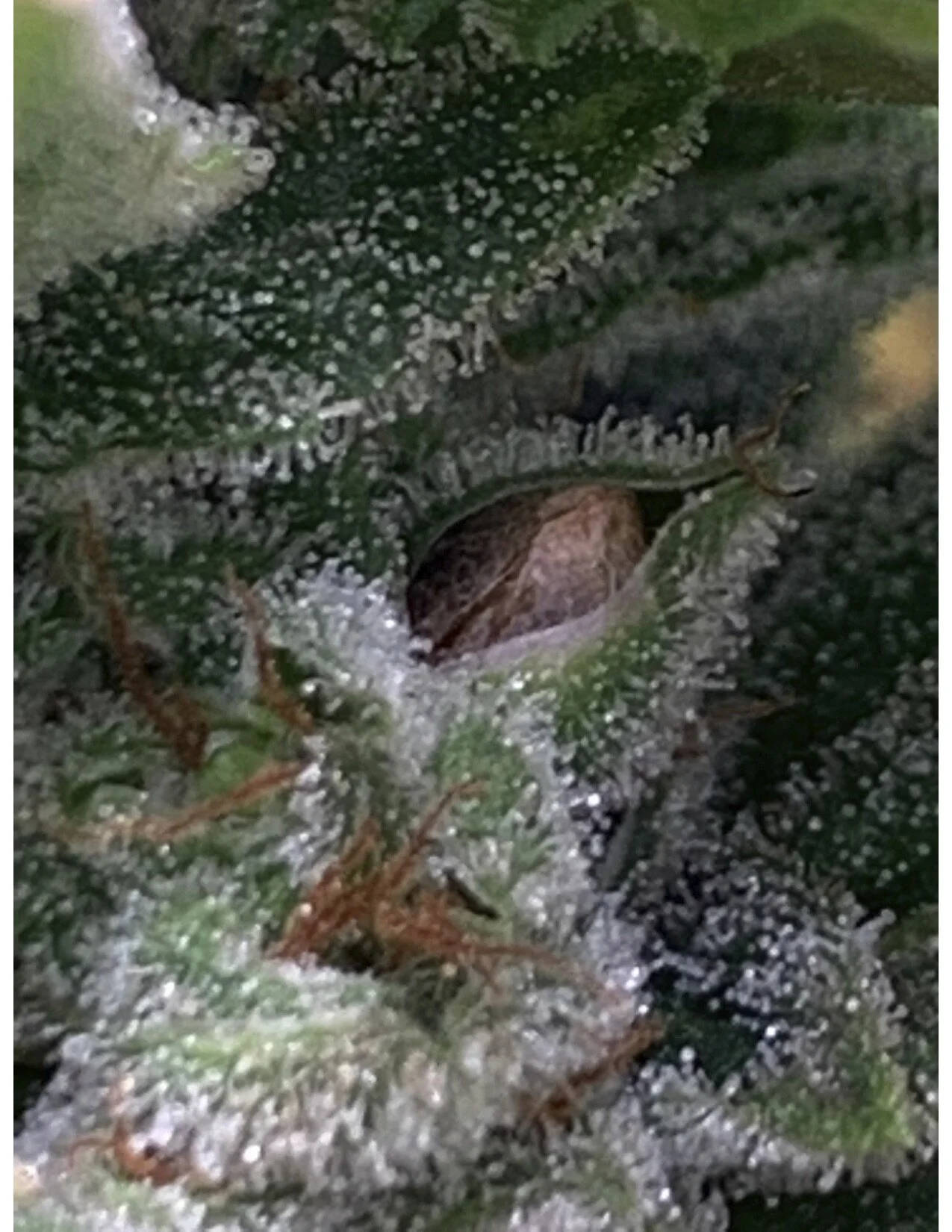 Bud with seed 3 copy.jpg
