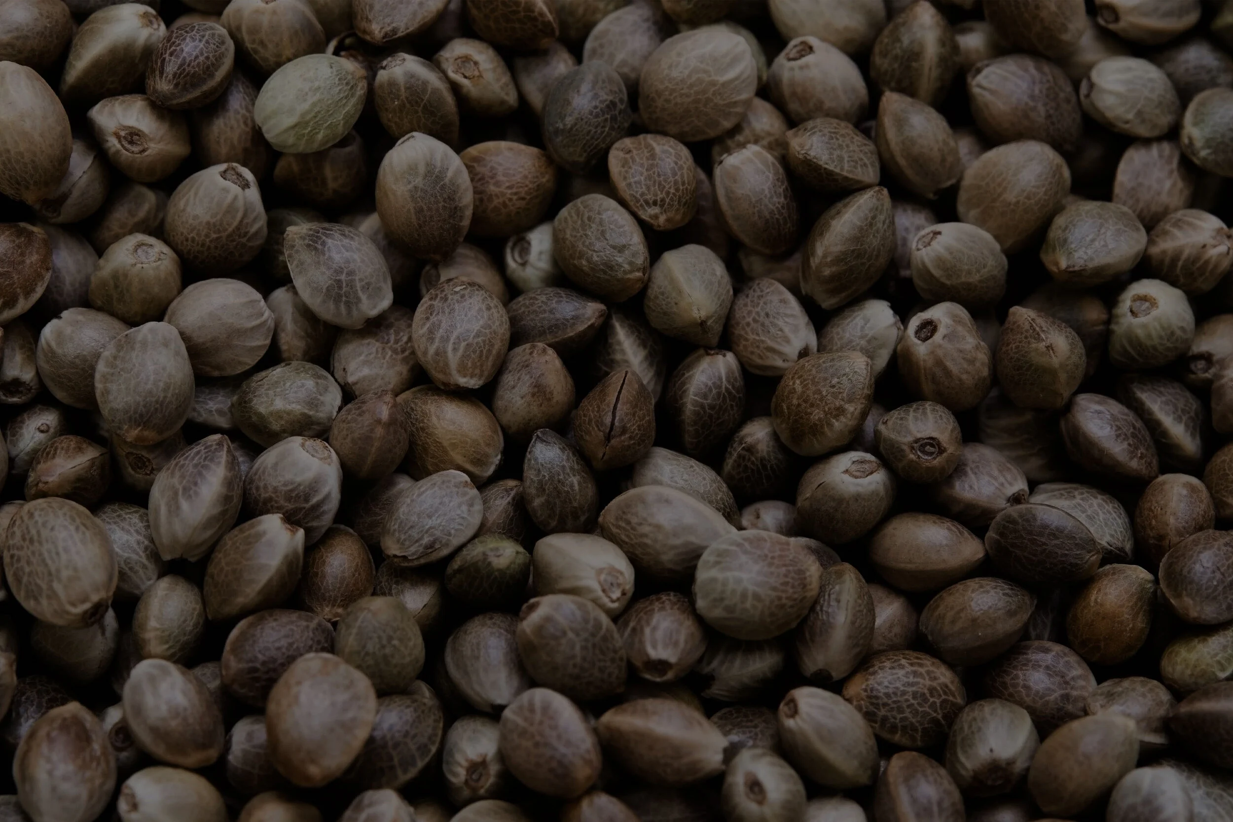 Hemp-Seeds-1.jpg