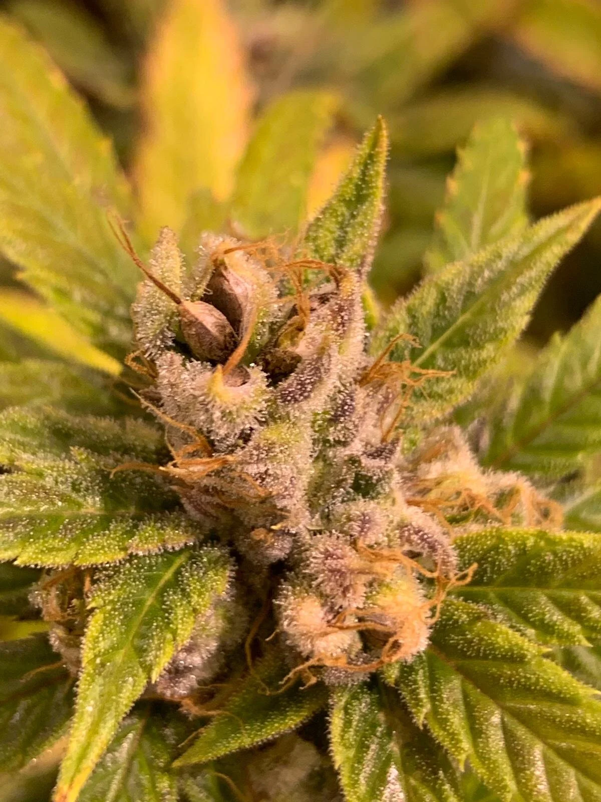 Prarrie Wine Seeded Bud.jpg
