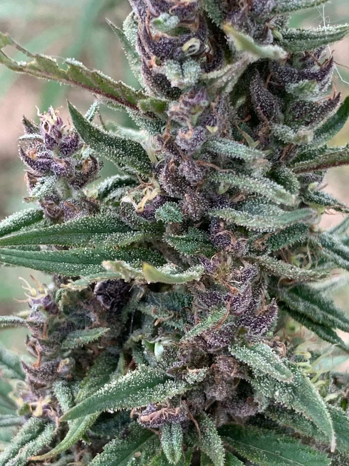 Flower with Seeds III.JPG