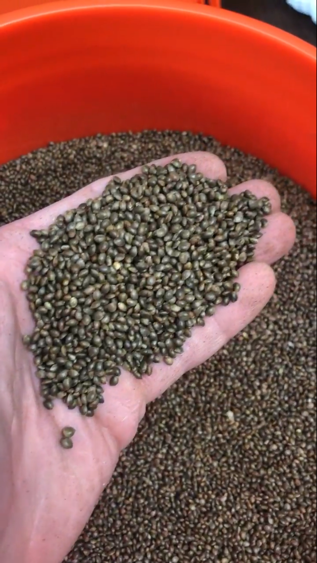 Seeds in Hand II.PNG