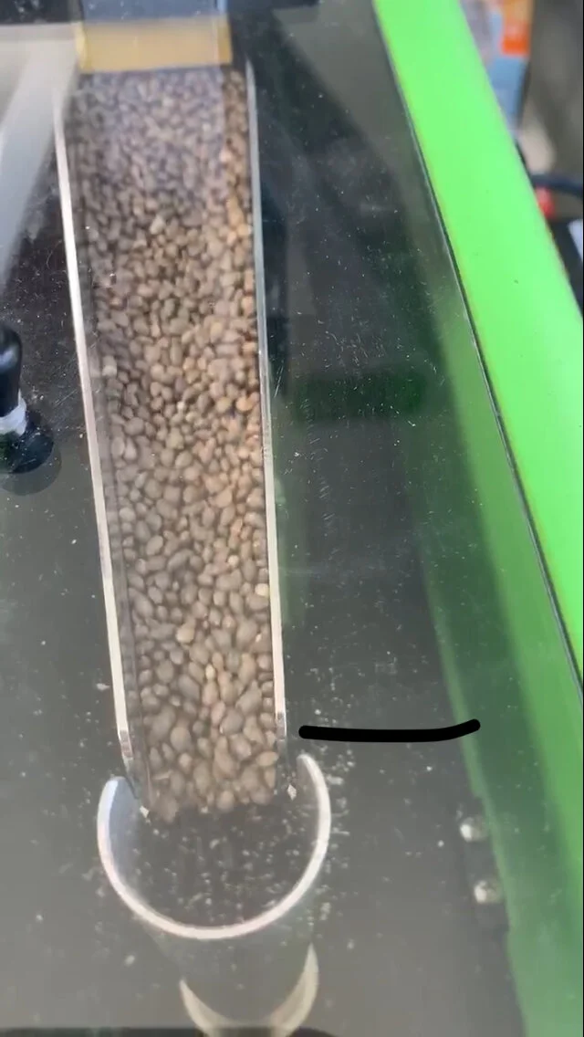 Counting seeds.jpg