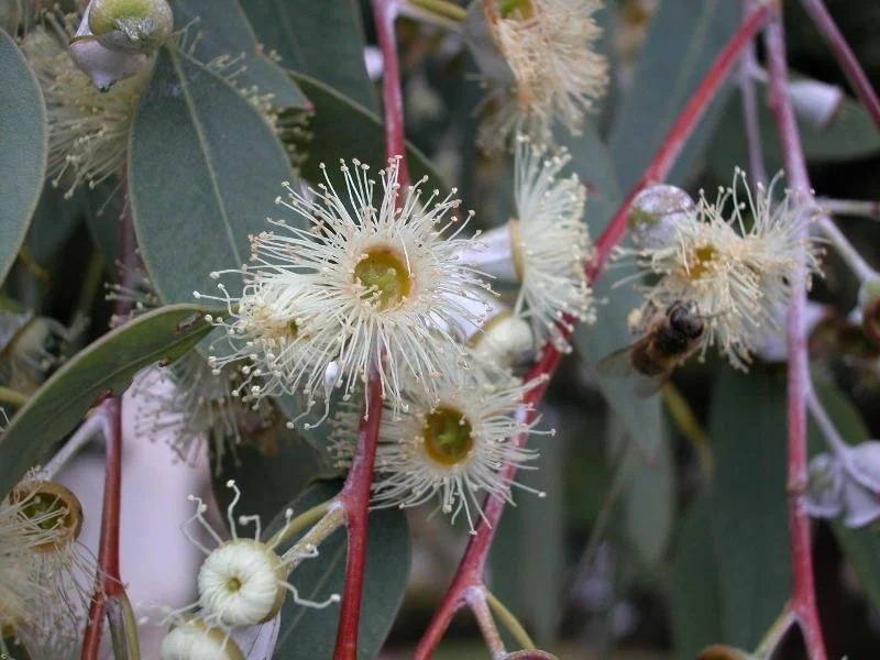 eucalyptus-morrisbyi-in-flower-endemic-to-tasmania-and criticlly-endangered.jpeg