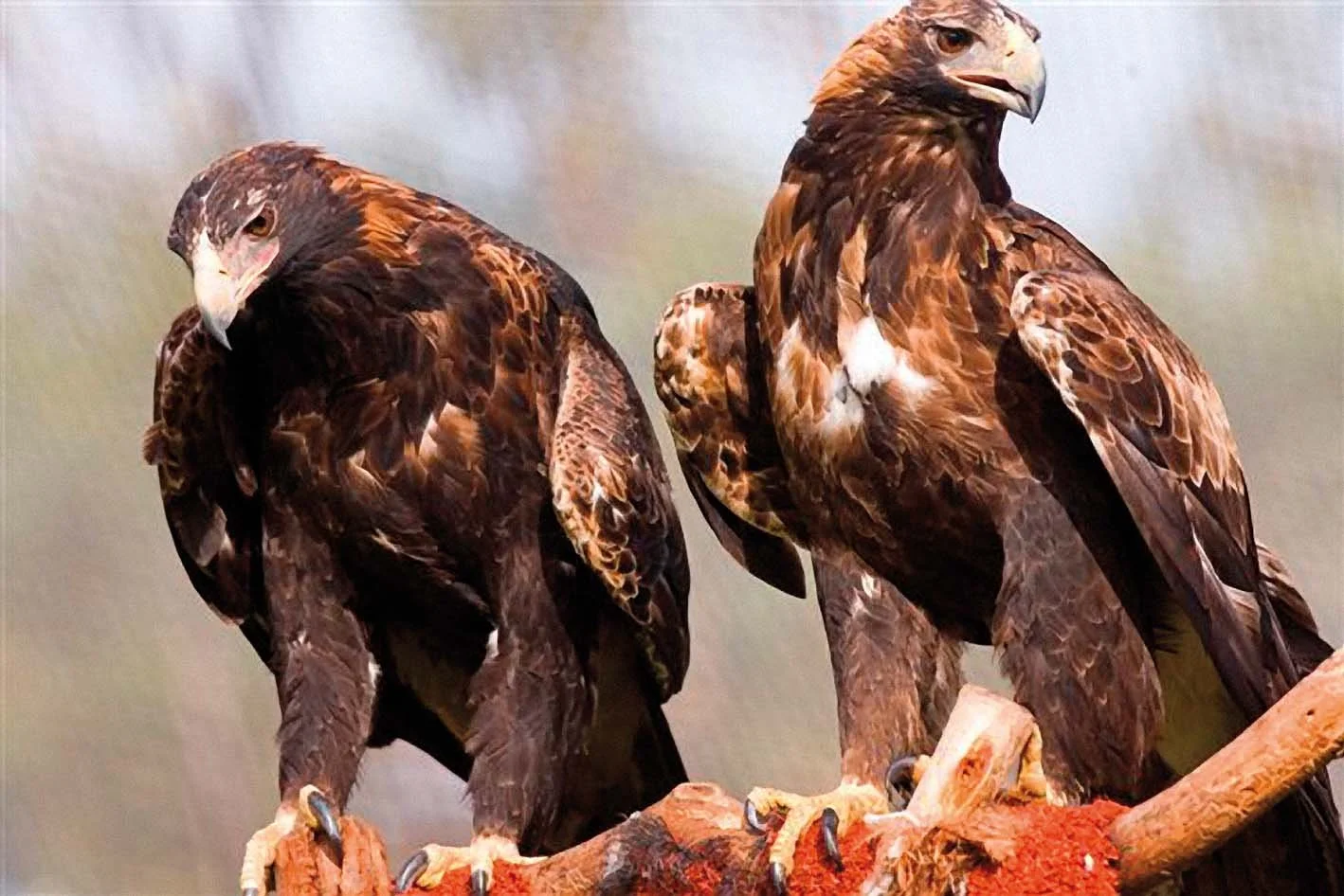 Wedge-tailed-eagles-fauna-strike-modelling-helping-reduce-impacts-on-wildlife.jpg
