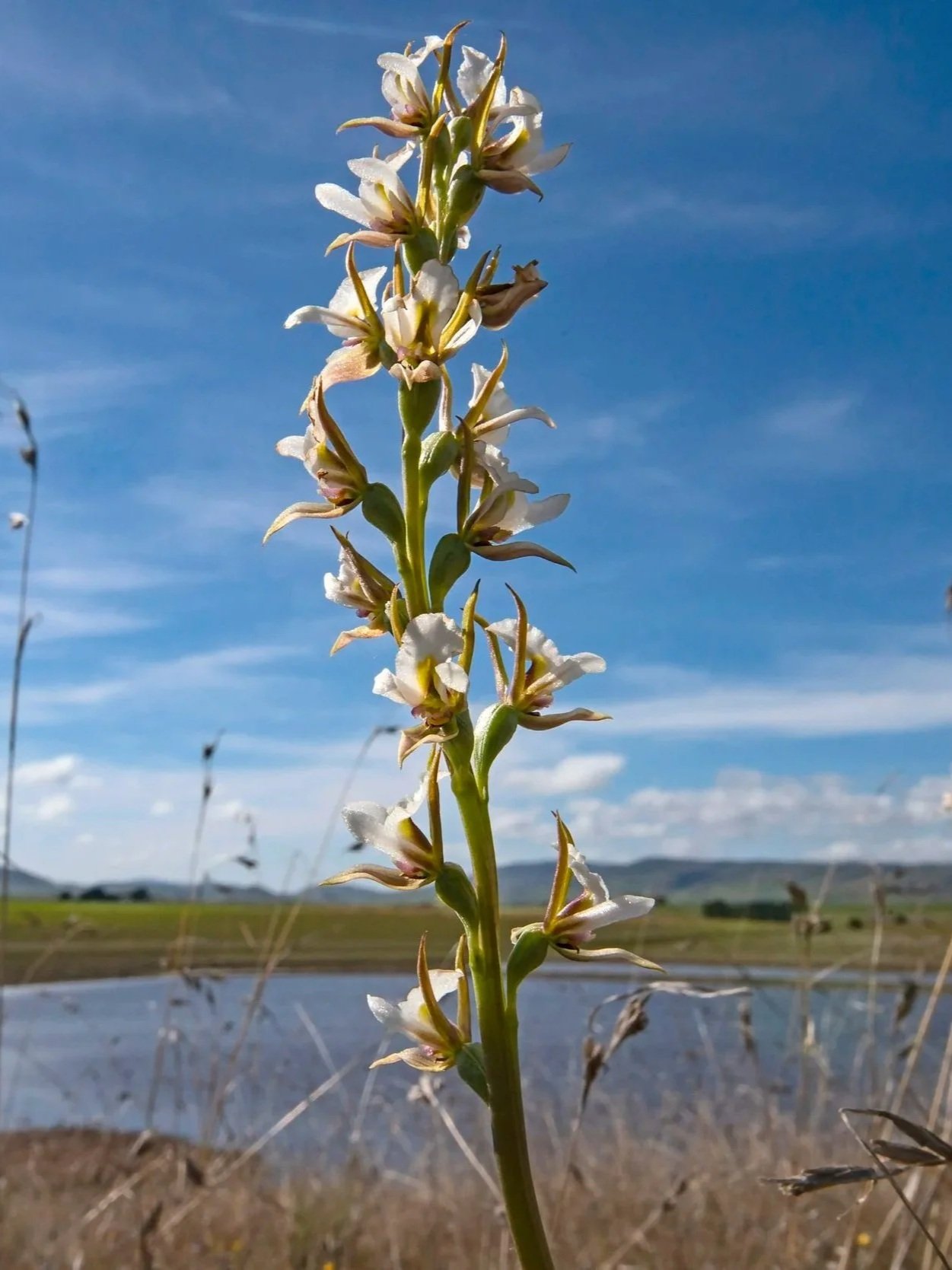 Tunbridge-leek-orchid-Prasophyllum-tunbridgense-Eddie-Gall.jpg