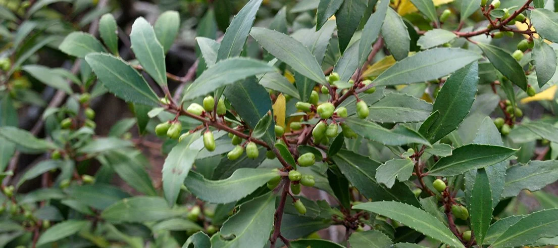shiney green leaf with points, green berry with dimpled base
