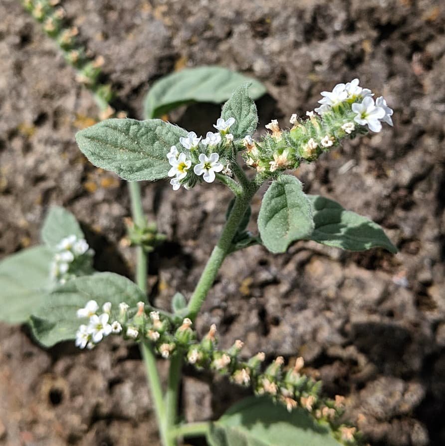small white flowers in rows, green slightly hairy leaf
