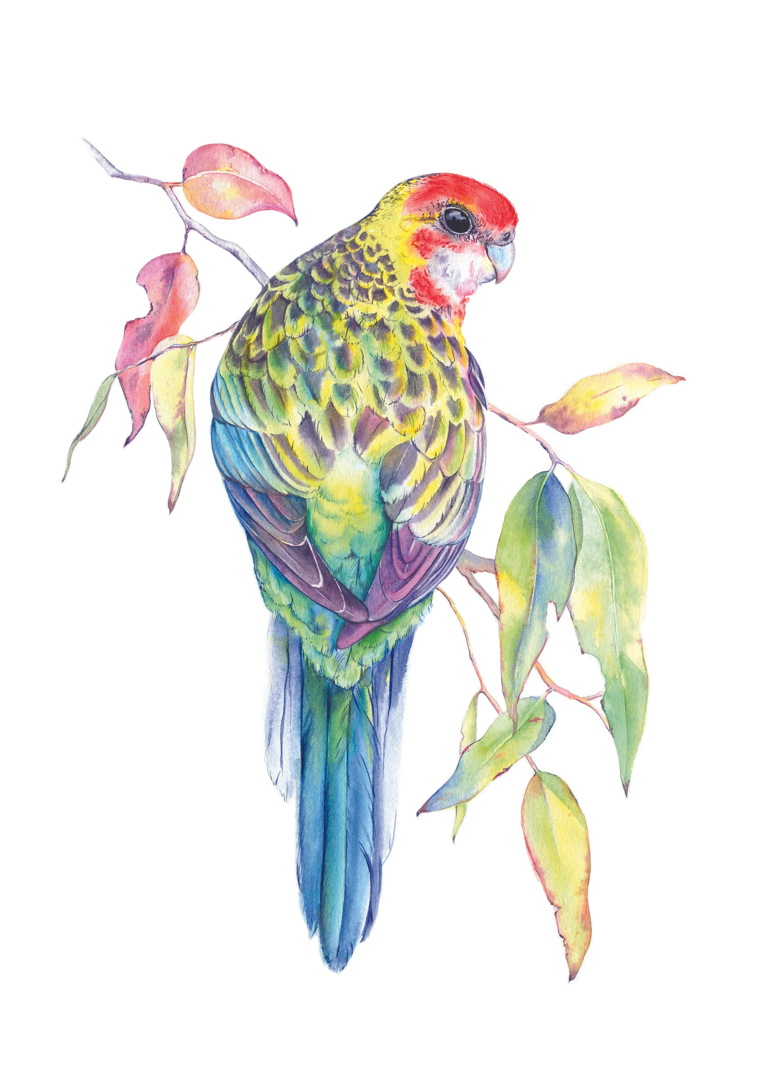 A4 Eastern Rosella Watercolour Tog & Pini.jpg