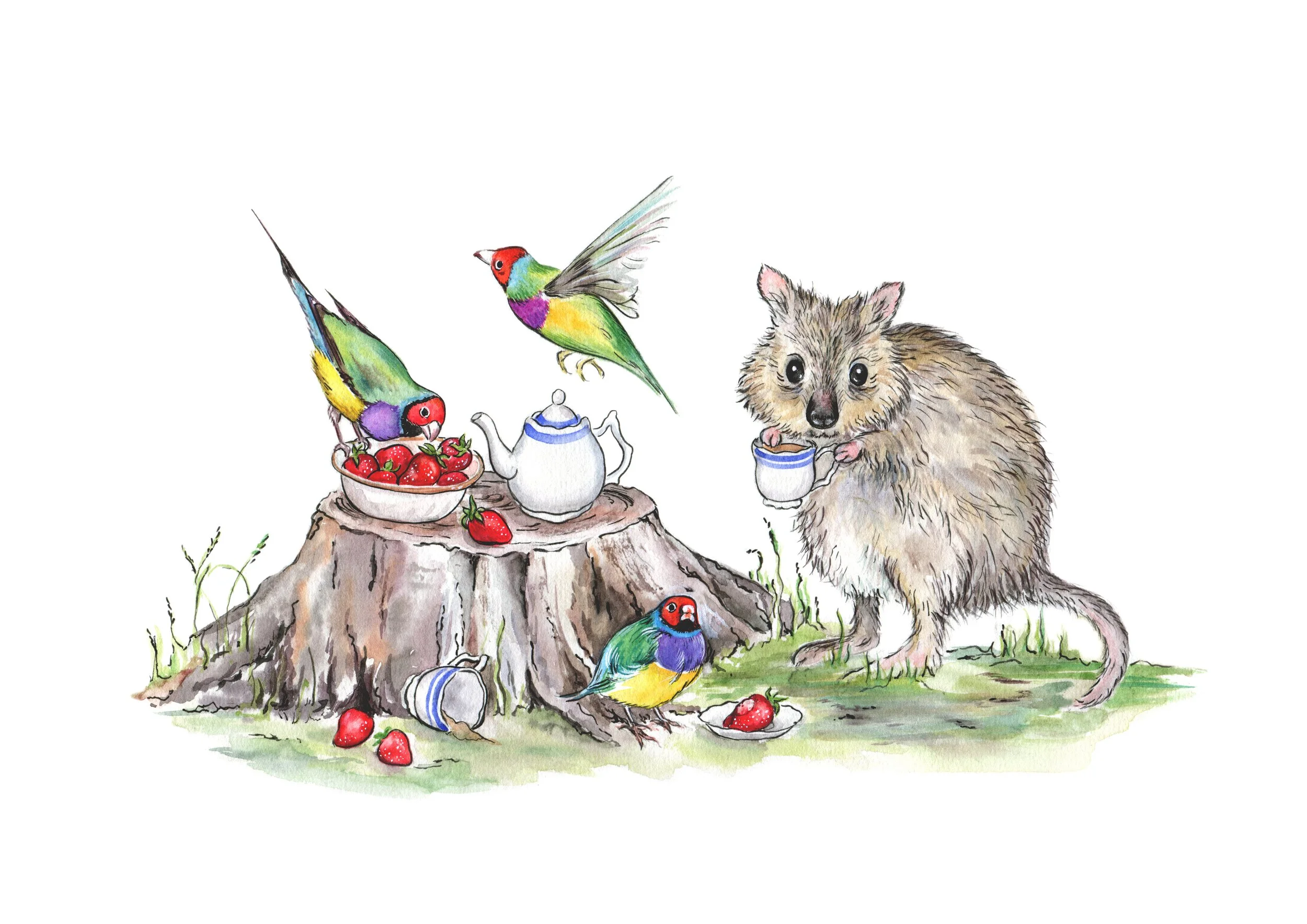 A4 The Tea Party Northern Bettong and Gouldian Finches.jpg