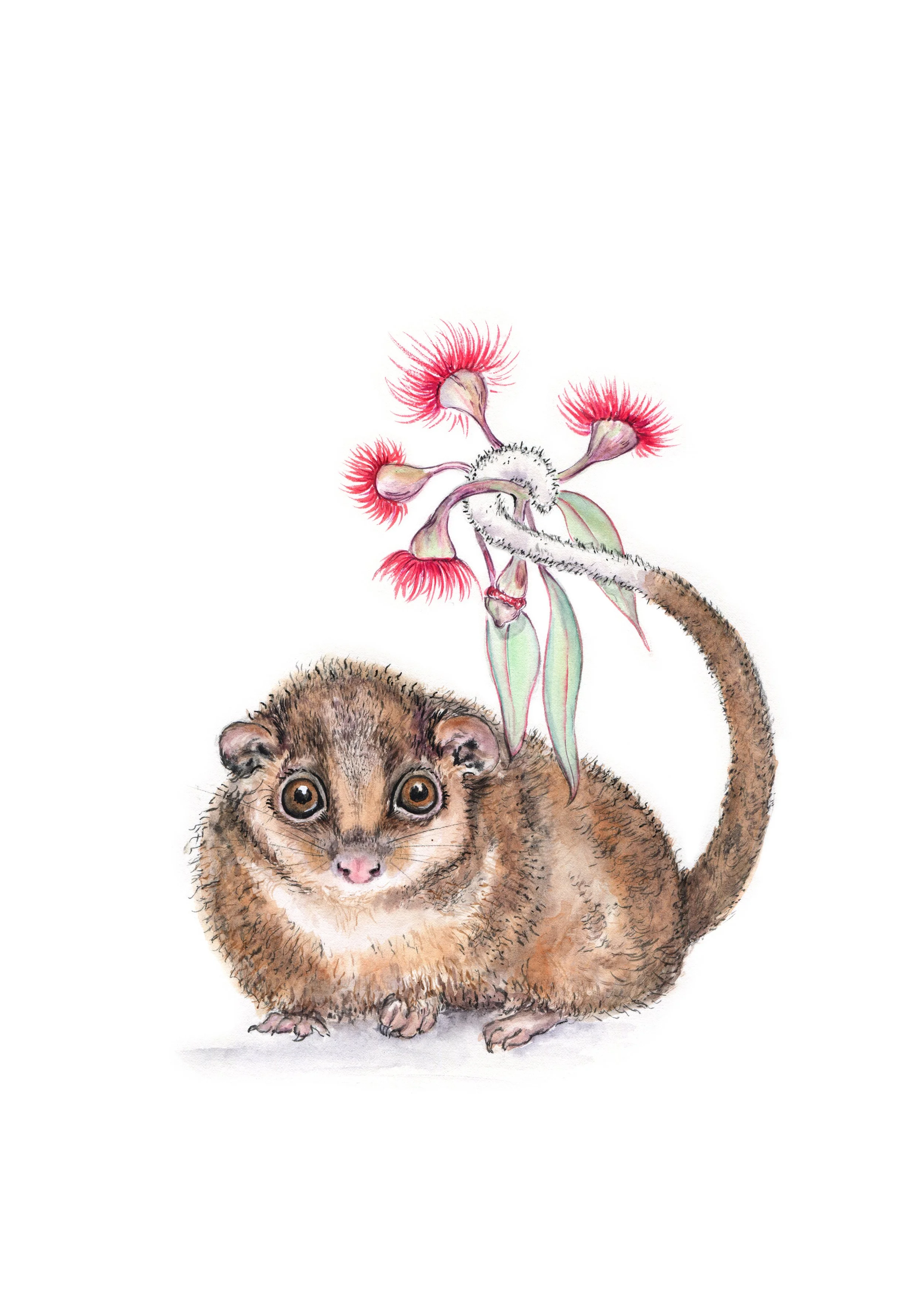 A3 ringtail possum new.jpg