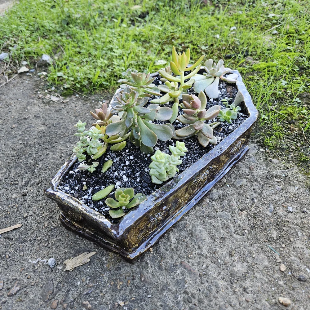 Coffin Succulent Planter  Mhoontown Goods