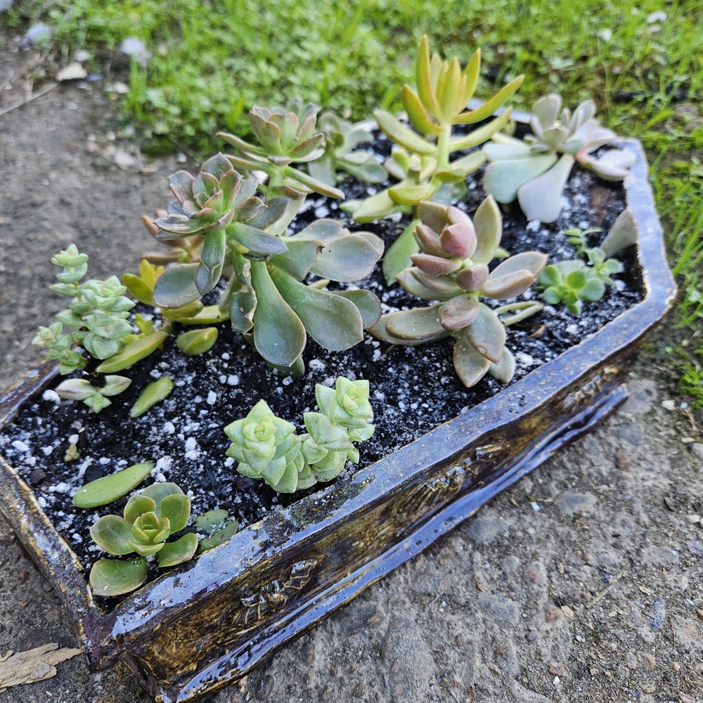 Coffin Succulent Planter  Mhoontown Goods