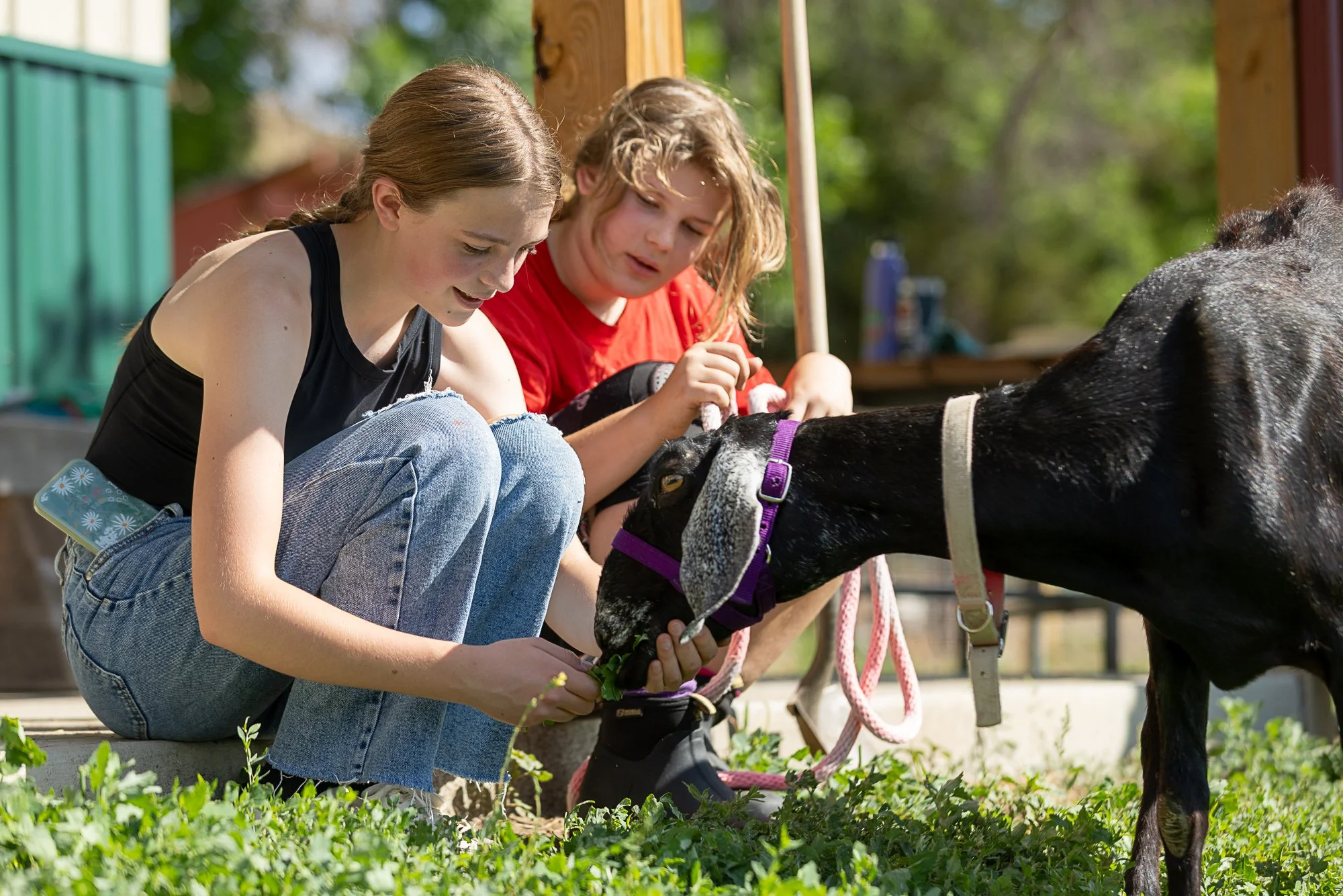 Adolescent Learning &amp; Work: Purpose, Agency, and the Road to Independence&nbsp;