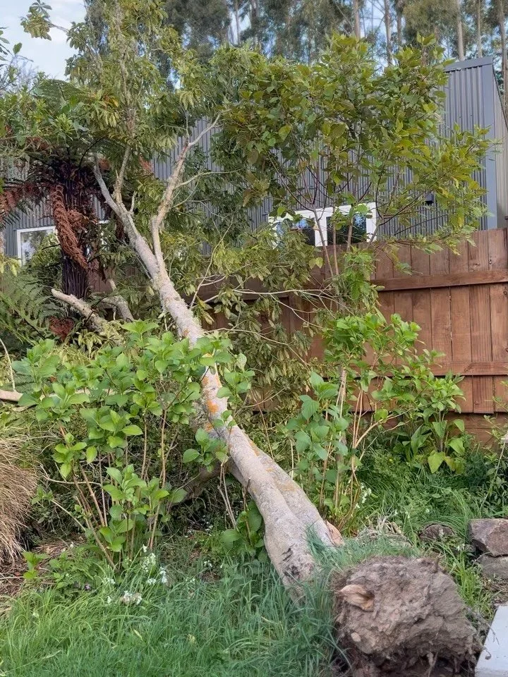 What a wind that was this afternoon! 💨
Apart from one obvious tree (which was already down this morning), we’ve been lucky with no further damage. Hope everyone else is safe out there ❤️
We’ve been without power since 2pm — finge