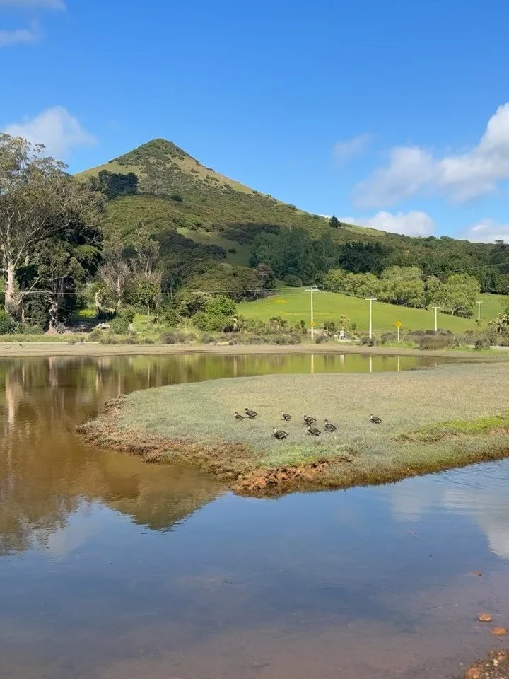Another day in our little paradise on the Otago Peninsula, and it&rsquo;s beginning to look a bit like Christmas over here! 🎄✨

1️⃣ Paradise duck babies!
We&rsquo;re loving watching the paradise ducks growing up at Hoopers Inlet 🦆 .

2️⃣ Nga&rsquo;