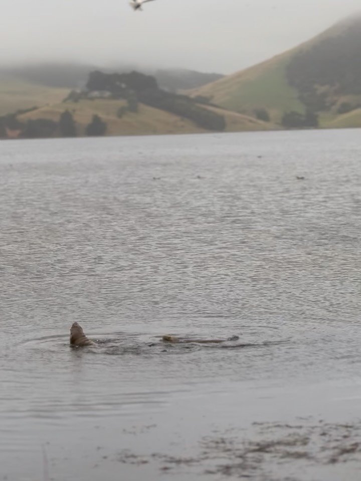 The perfect day for a drive on the Otago Peninsula 🌧️
Heaps of sea lion puppies around, dancing in the rain 🦭

And when you make your way to Augustines of Portobello, you&rsquo;ll be greeted with the freshest waffles, topped with black peaches, bla