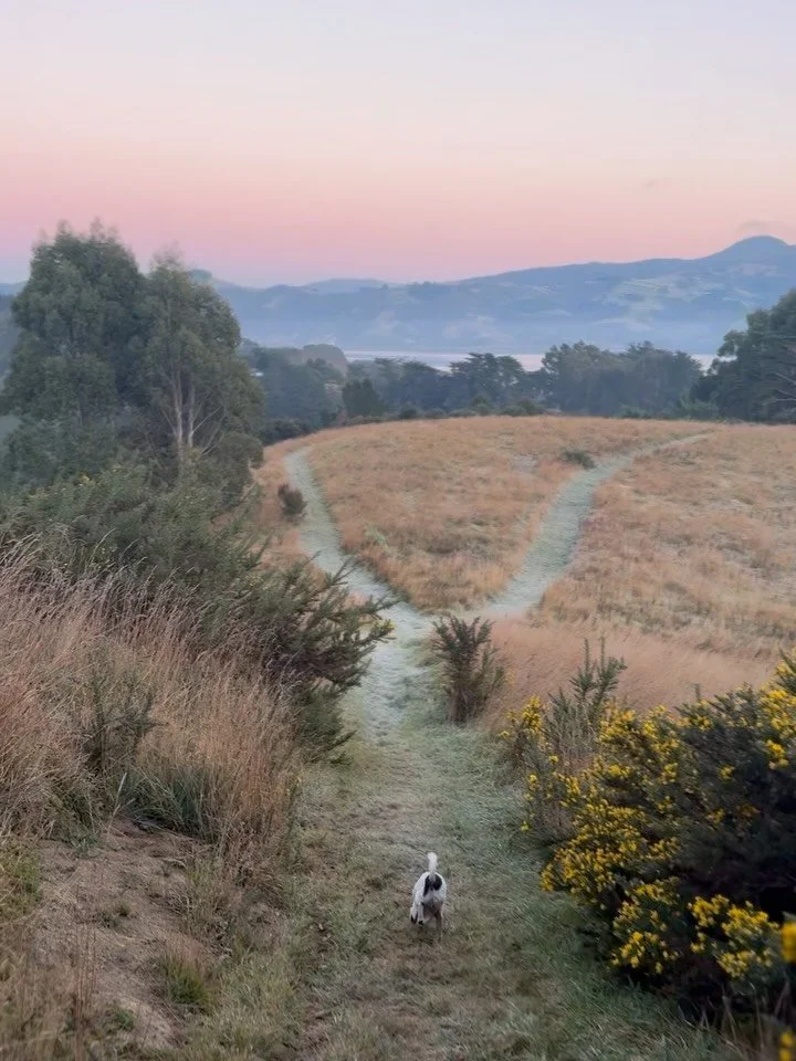 Mornings on the Otago Peninsula have been magical this week. I&rsquo;ve been out almost every morning as I truly adore where we live (and work) 🌳❤️

Sunrise is around 7:15&ndash;7:30am at the moment, so I highly recommend getting out there to enjoy 