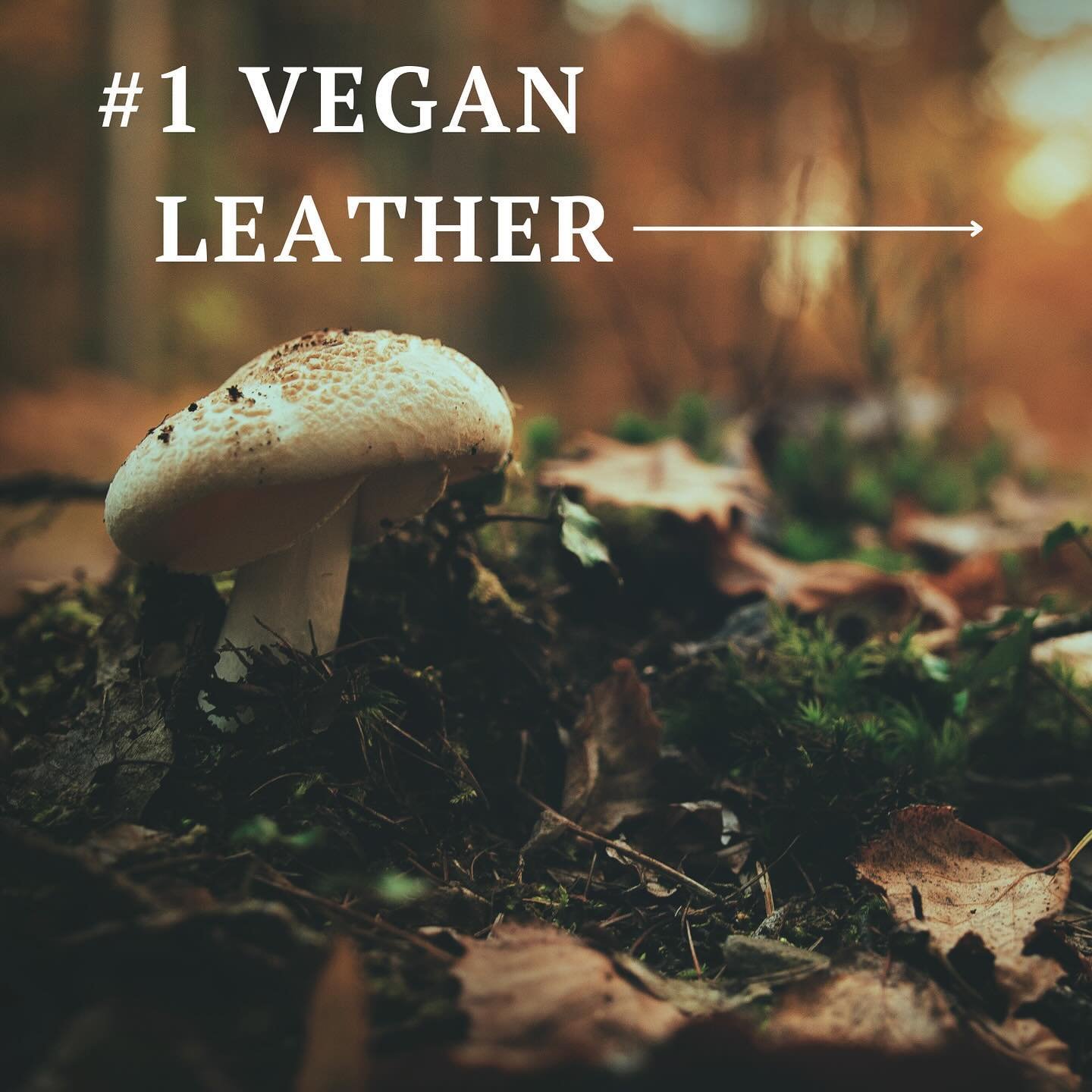 2024 Sustainable Trendy Topic:
#1 🍄Vegan Leather🌱
-
Discover the future of fashion with vegan mushroom leather! This Eco-friendly and cruelty-free material, grown from mushroom Mycelium , offers luxurious, supple alternatives to traditional leather