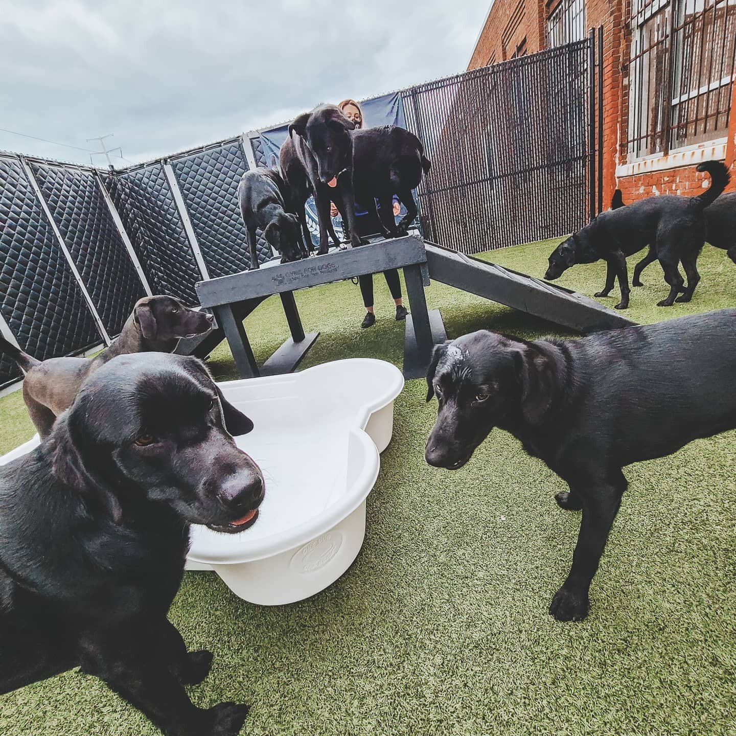 Your Monday Lab results are in:
50% water
50% goofiness 
100% chance of fun
.
.
.
#blacklabsrule
#blacklabday #blacklabfun #mondaylabday #labradorday #pawhavenct