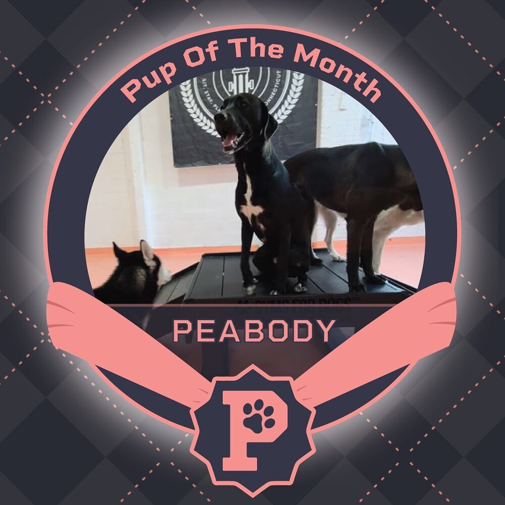 Paw Haven is excited to name our inaugural Pup of the Month recipient! The Pack Leaders have voted and good boy, Peabody, is our winner!! 🥇🐶🥳

Peabody has shown &ldquo;pawfect&rdquo; attendance here at Paw Haven! He shines in the play yards with h