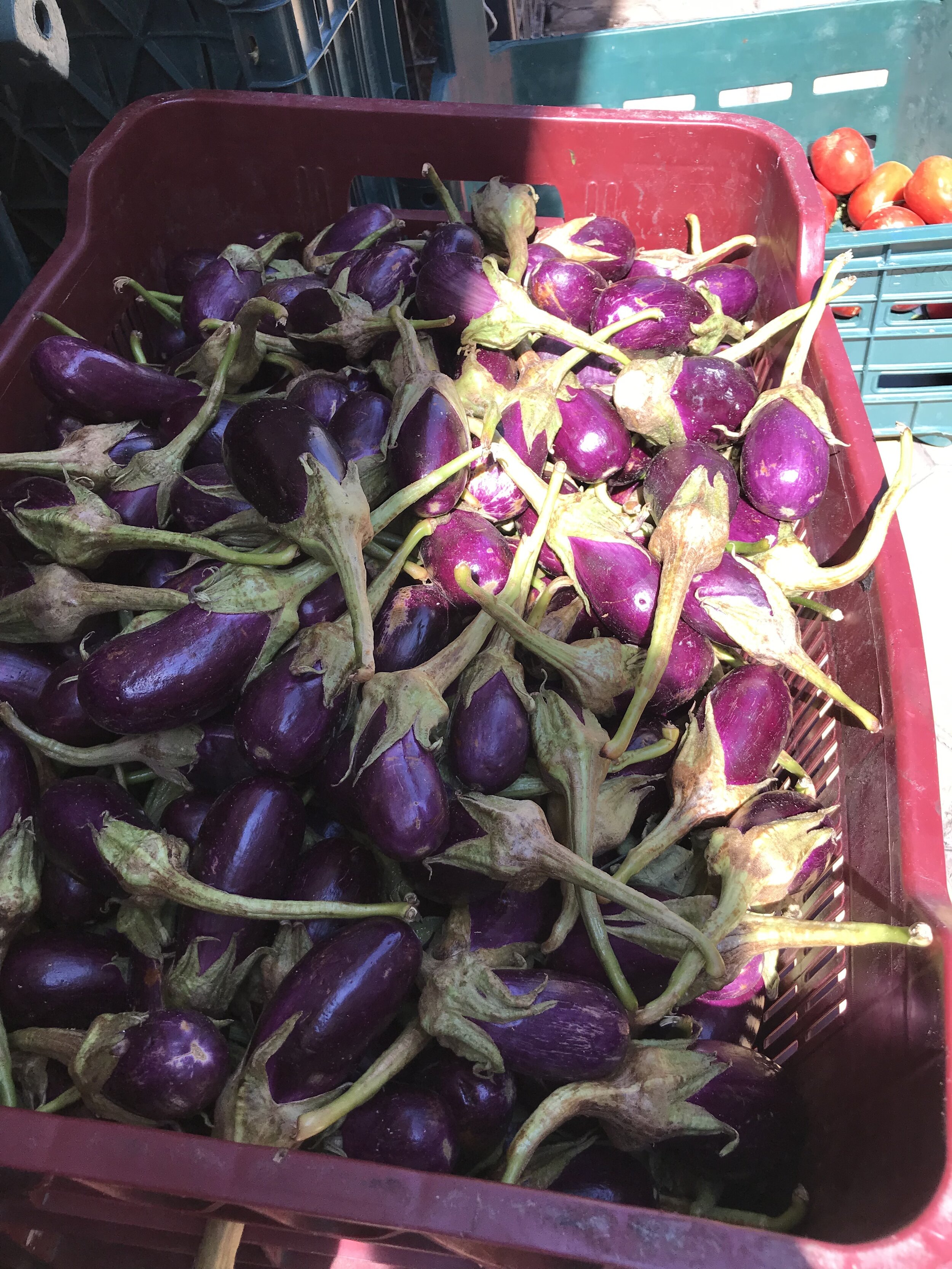 Antep eggplants ( to be dried and stuffed with delicious spicy rice)