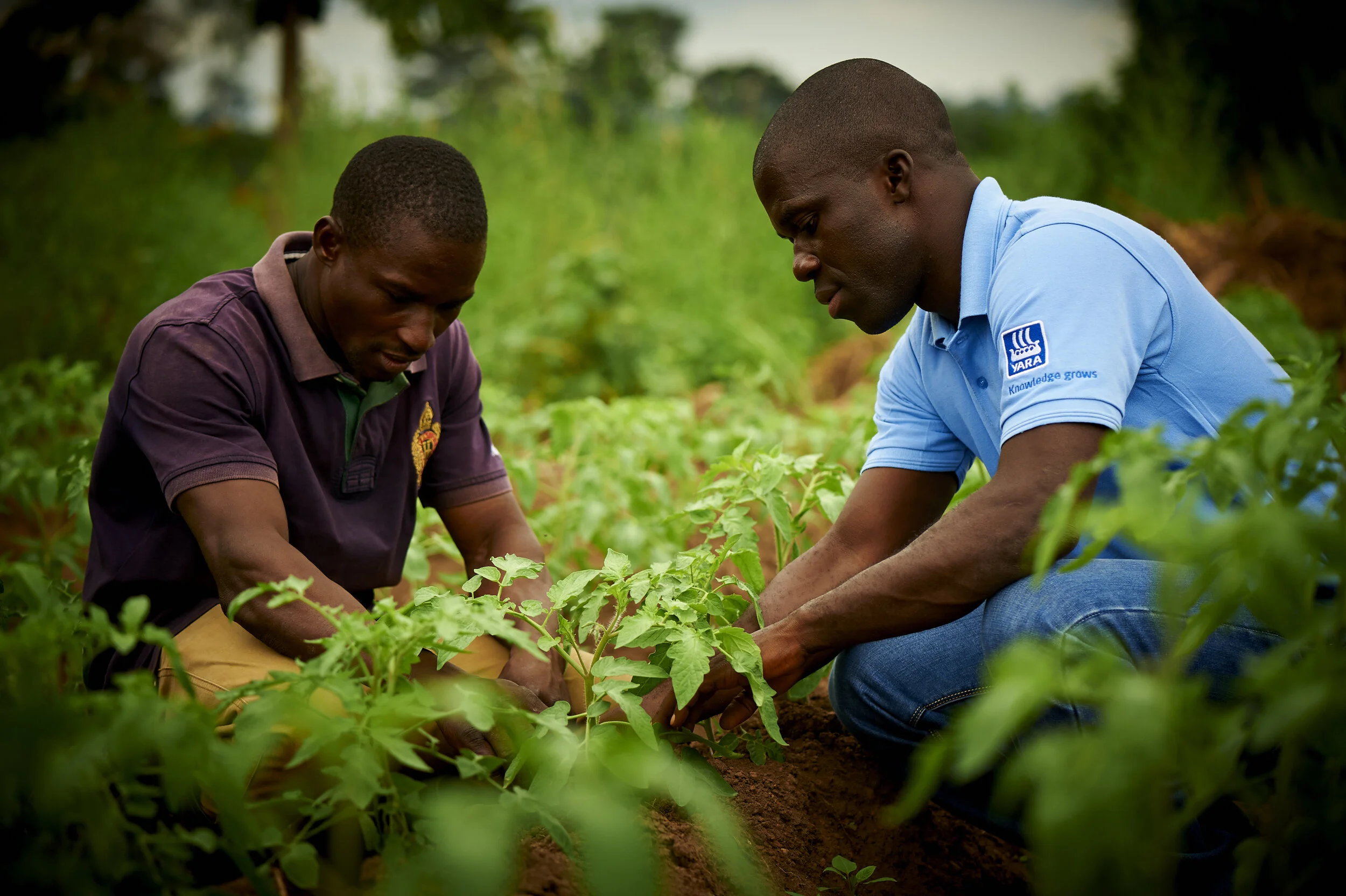 A Yara Agronomist with a farmer on the field.jpg