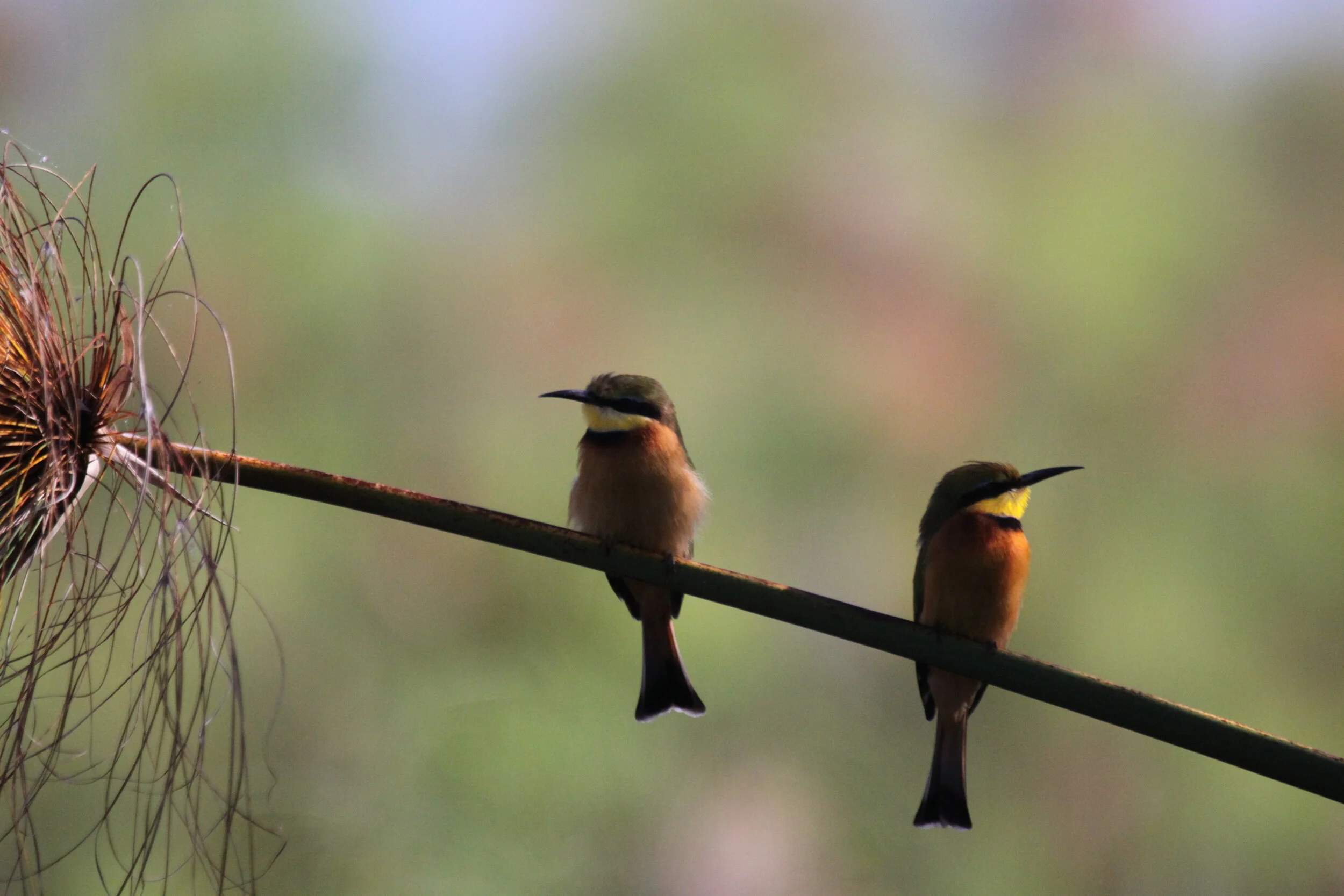 AlysonSmith -20100501-IMG_5657.JPG