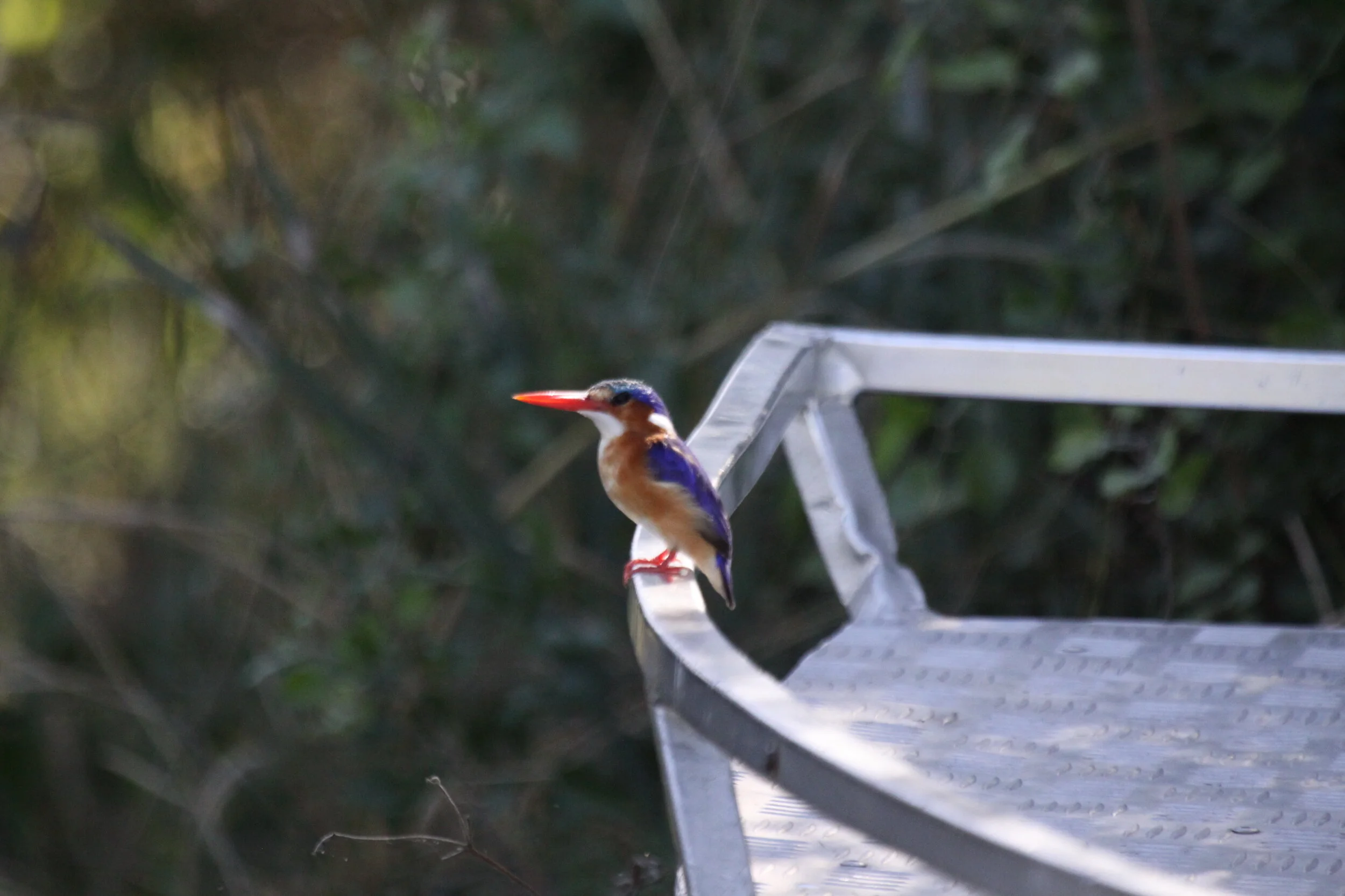 AlysonSmith -20100501-IMG_5923.JPG