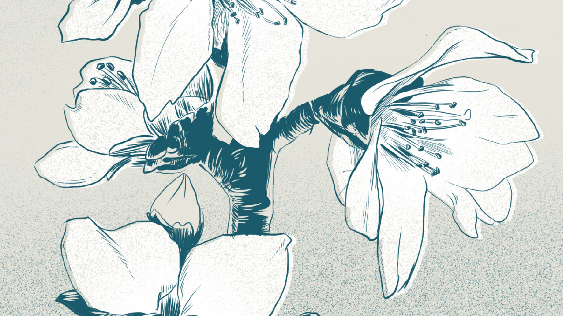  Detail – Malus domestica – Der Kulturapfel 