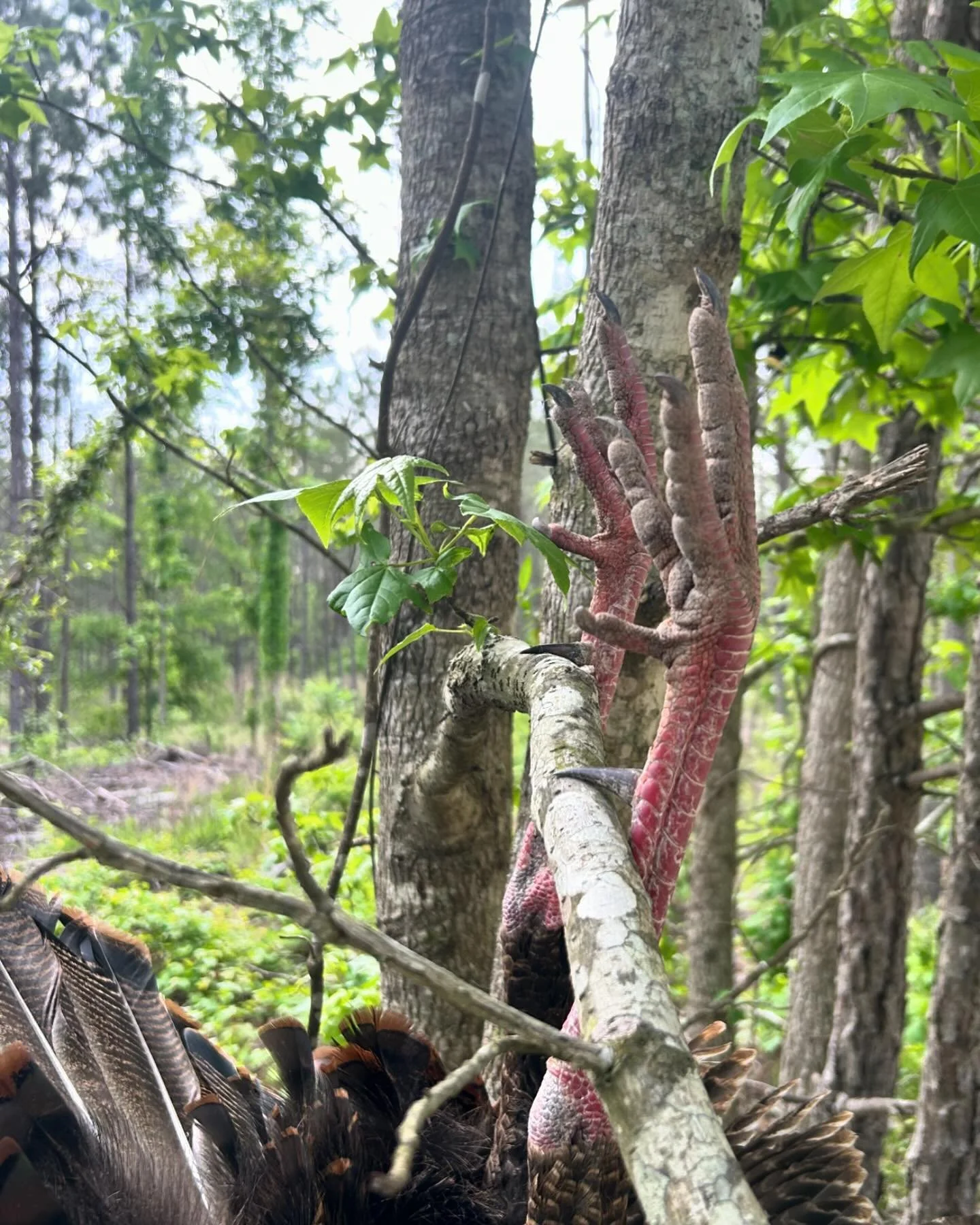 Loblolly limb hanging longbeards! 💥 🦃 #keepitinyourbloodline #turkeyhunting #limbhanger