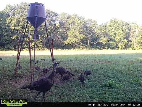 From June to August, good to see all/most of these poults making it and growing.  Be nice to see more hatches like this.  #keepitinyourbloodline #turkeysfortomorrow