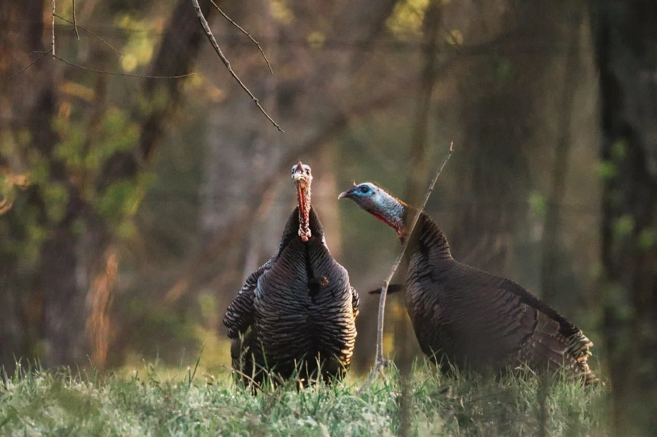 It’s a bad day to be a turkey.  Happy Thanksgiving! @ryderbritt_photo