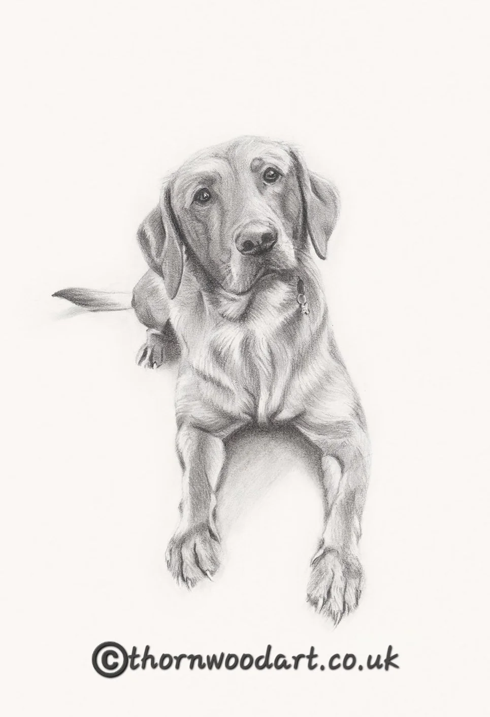 Alison-Kerr-Dog.jpg