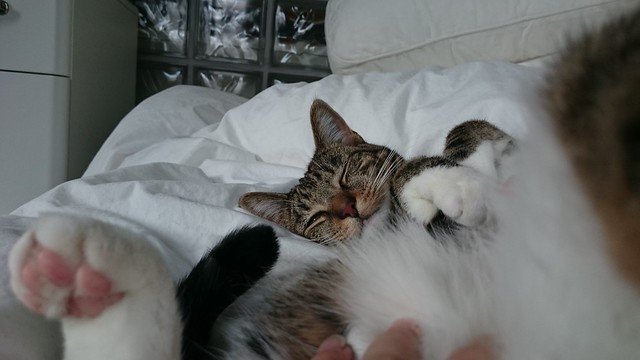 Katthimmeln har fått en ny chef