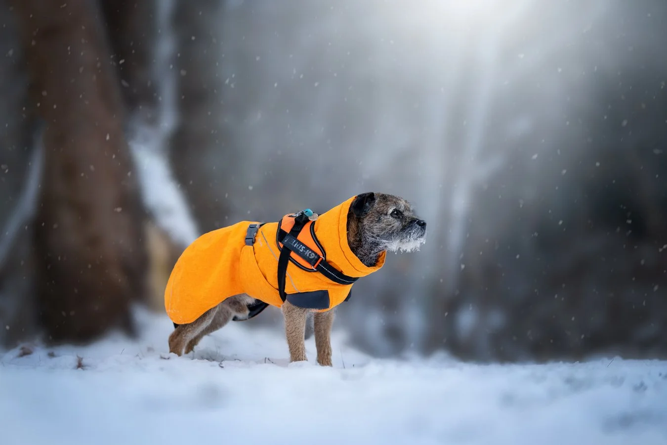 Border terrier dog in winter snow