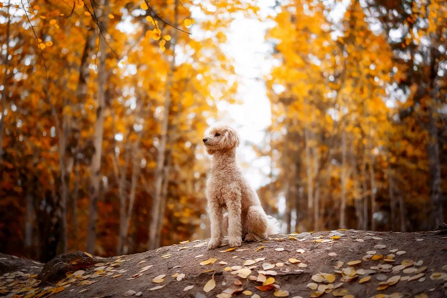 Pudel som poserar för en hundfotograf i Stockholm
