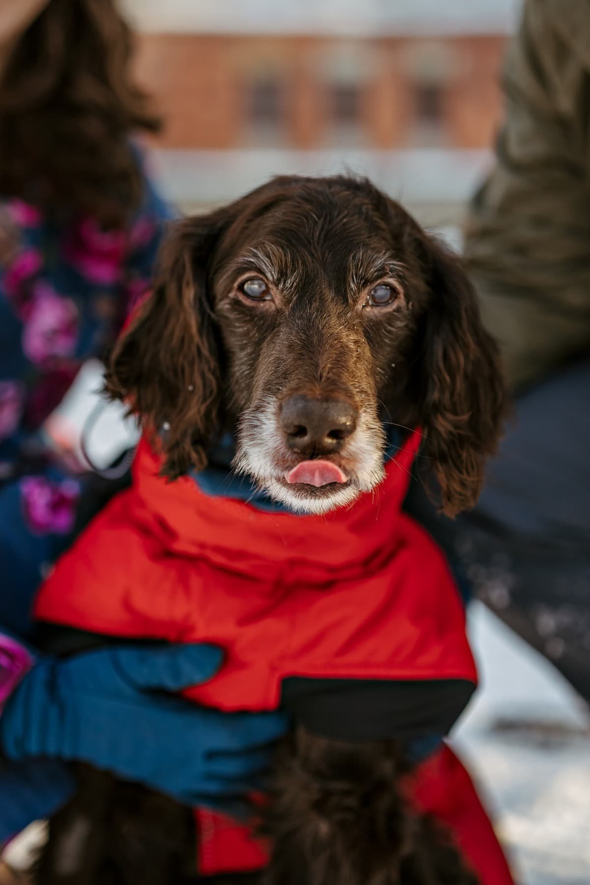 A woman holding an old dog in a end of life photography session.