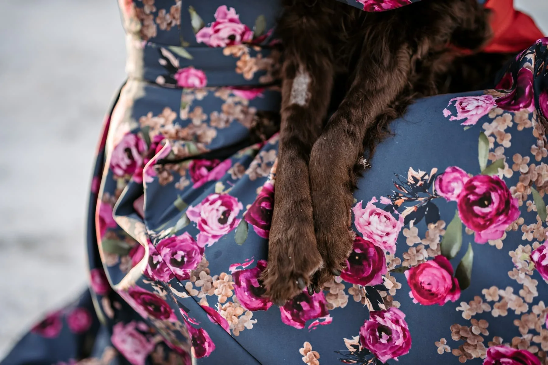 A woman holding an old dog in end of life photography session in Stockholm