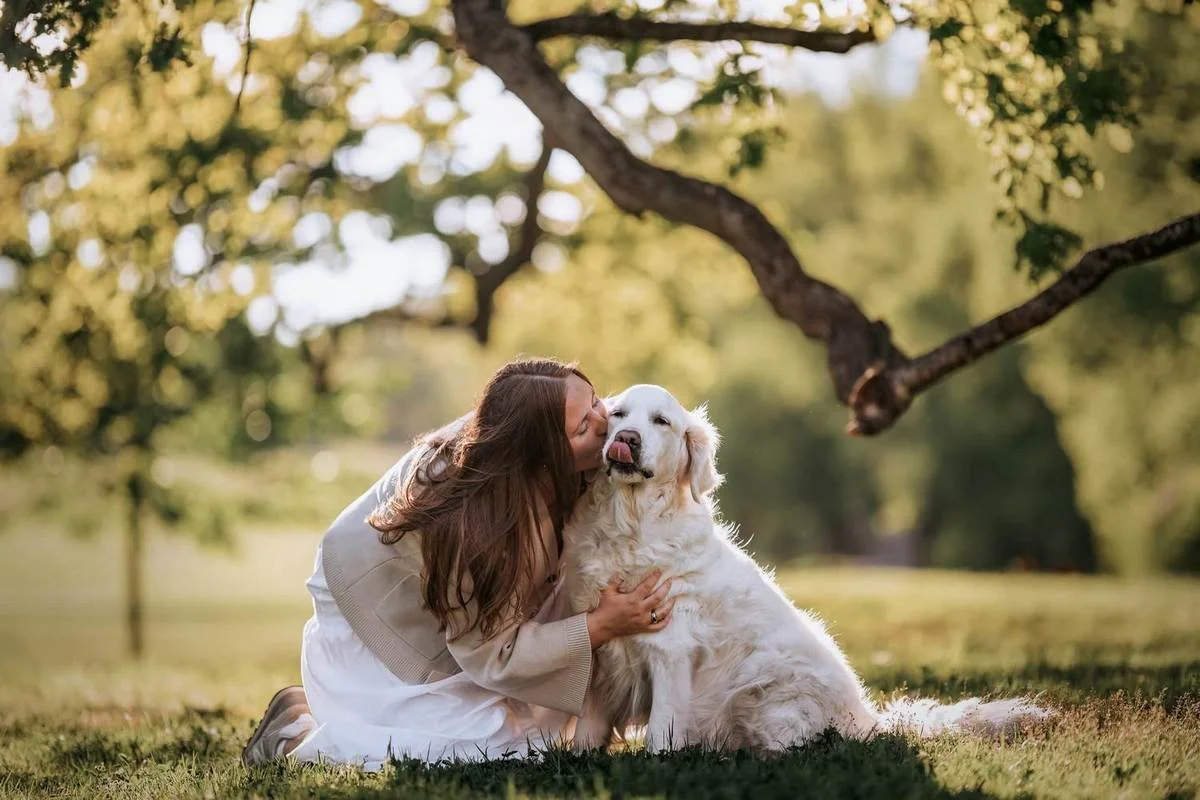 Golden Retriever in Haga Park, photographed by Lumica dog photographer
